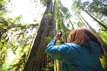 A woman takes a picture of a giant Redwood Tree with her smartphone in Jedediah Smith Redwoods State Park.