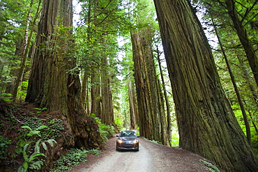 A car driving on Howland Hill Road towards Stout Grove in Jedediah Smith Redwoods State Park, California.