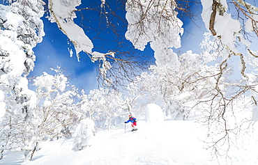 A male skier is riding in deep powder snow. The trees are covered with a white layer and the sky is blue. Fairy tale landscape. Hokkaido, the north island of Japan, is geographically ideally located in the path of consistent weather systems that bring the cold air across the Sea of Japan from Siberia. This results in many of the resorts being absolutely dumped with powder that is renowned for being incredibly dry. Some of the Hokkaido ski resorts receive an amazing average of 14-18 metres of snowfall annually.