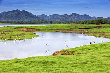 Yala National Park, Sri Lanka