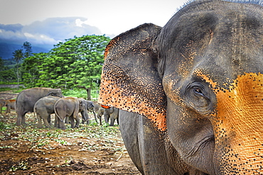 Sri Lanka - Pinnawela Elephant Orphanage for wild Asian elephants (Sabaragamuwa Province of Sri Lanka