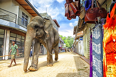 tourists looking at elephant bath, Pinnawela Elephant Orphanage for wild Asian elephants