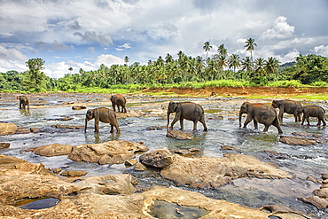 Pinnewala Elephant Orphanage near Kegalle, Hill Country, Sri Lanka, Asia