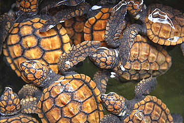 Green turtles (Chelonia mydas), Turtle Hatchery, Kosgoda, Sri Lanka, Indian Ocean, Asia