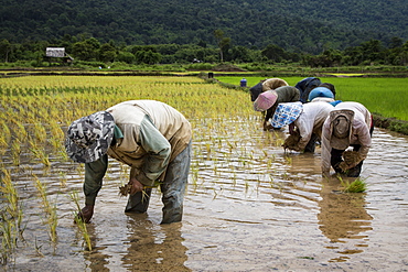 Rice farmers planing rice crop after beginning of monsoon season