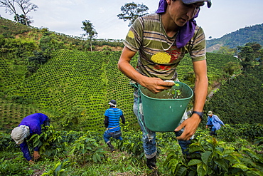 Jesus Alberto Dazza scoops fertilizer on the base of young coffee plants in the rural highlands of Colombia's coffee axis. In the background, Luis Fernandez (center), Dario Valencia (left), Jaime Arias (left)