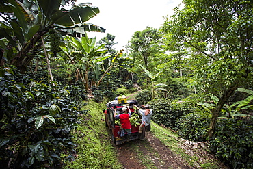 A group of people ride on a car as they haul bananas out of the thick forest in rural Colombia.