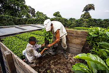 Two men load young coffee plants into a truck before transporting them to a field where they will be planted on a farm in Manizales, Colombia.