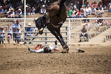 A cowboy hits the ground after being bucked from his horse at the Woodlake Lions Rodeo rodeo in Woodlake, Calif., on May 10, 2015.