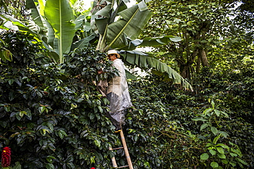 A man stands on a ladder as he reaches for coffee beans during the harvest on a rural farm in Colombia.