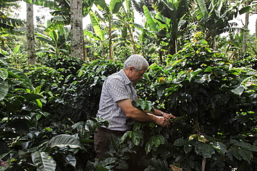 A man harvests coffee beans in the forest in rural Colombia.