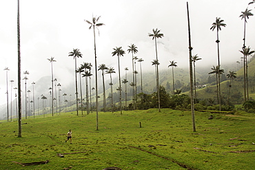 Beneath the tall palm trees that look otherworldly in the Valle Cocora in the central highlands of Colombia.