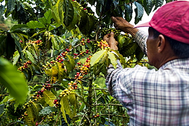 A man picks cherries at a farm in the rural highlands of Colombia's coffee axis.