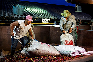 A man unloads freshly harvested coffee beans at a facility in rural Colombia.