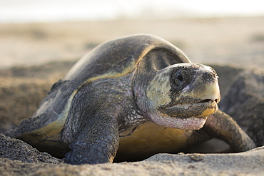 An Olive Ridley Sea Turtle lays its eggs in the hole she previously dug out, in Oaxaca, Mexico.