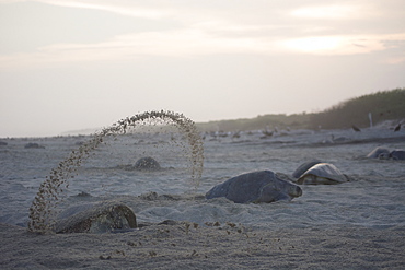 An Olive Ridley Sea Turtle throws sand everywhere, while digging the hole where she will lay her eggs in Oaxaca, Mexico.