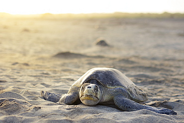 An Olive Ridley Sea Turtle explores the beach for a suitable place to lay her eggs.