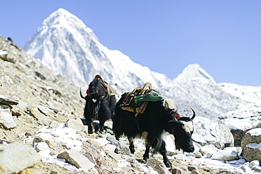 Yaks pack good and supplies from Everest Base Camp and Gorak Shep down the trail to lower elevations in the Himalayas.