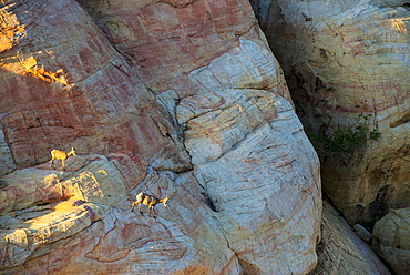 Two young bighorn sheep clamber down a steep sandstone cliff at sunrise in the White Domes area of Valley of Fire State Park, Nevada.