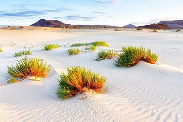 Spain, Canary Islands, Fuerteventura, Dunes of corralejo