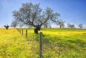 View of dehesa habitat, Salamanca, Castile and Leon, Spain, september