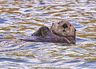 Floating near the puffins at Lake Clark NP