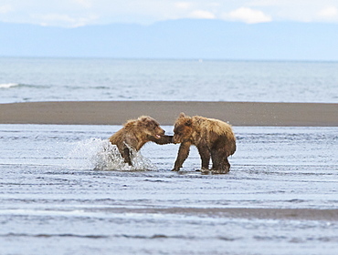 Two cubs spar with each other at Lake Clark NP