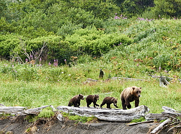 After nursing her cubs, a mama brown bear leads them to a fishing spot