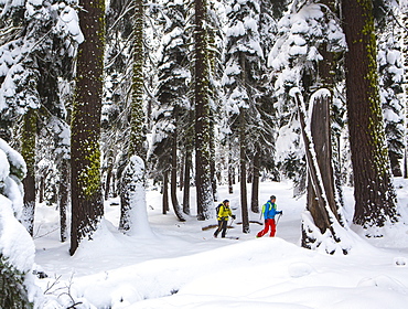 Two People Hiking In Snowy Forest In Lake Tahoe, California, USA