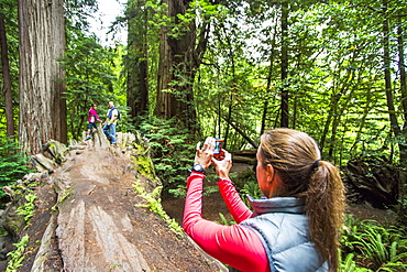 A Woman Taking Picture Of Two People In Redwood National Park, California, Usa