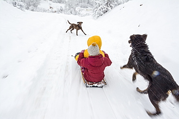 Two young girls sledding down a driveway with a dog running alongside