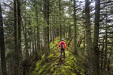 A Man Hiking On A Mossy Ridge In The Forest