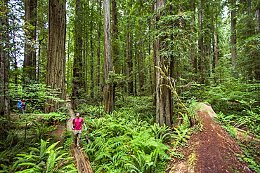 Young Man Hiking On A Fallen Log Looking Up In Redwoods National Park