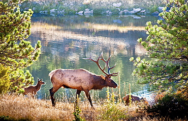 View Of Bull Elk With Calf In Rocky Mountain National Park