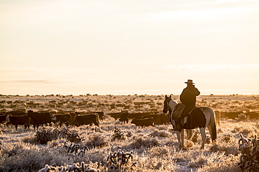 A Cowboy On His Horse Overlooking The Herd Of Cows Gathered On The Field In Early Morning