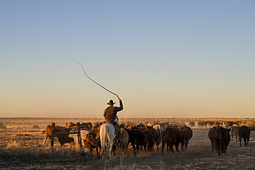 A Ranch Hand Keeps The Herd Moving At Sundown By Cracking His Bullwhip In The Air