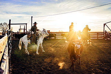 A Calf Makes A Run From The Line Of Ranch Hands During A Cattle Works Sorting Operation