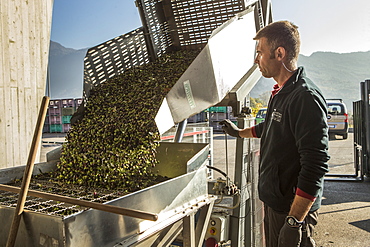 Making Olive Oil In Garda, Italy