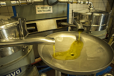 Making Olive Oil In Garda, Italy