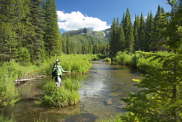 Fly Fisherman On A Small Stream In The Great Bear Wilderness, Montana