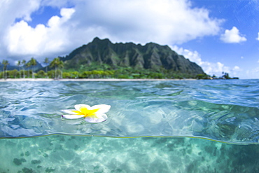 A Plumeria Flower Floating On Water In Kualoa Ridge On Oahu's East Side