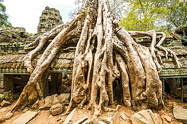 Tree Growing Over Ruins In Ankor Wat