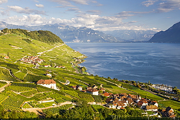 Scenic View Of The Terraced Vineyards Of Le Lavaux