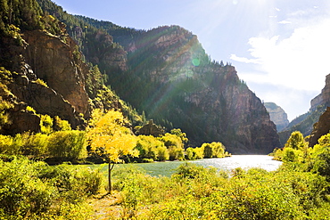 Golden Tree Next To The Colorado River