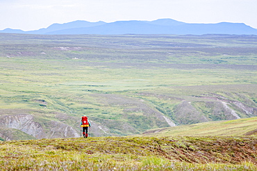 A Woman Is Hiking In The Delta Mountains, Alaska Range, Alaska, Usa