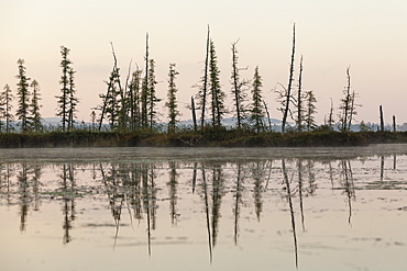 Reflection Of Coniferous Trees On The Edge Of Spencer Pond, Northern Maine