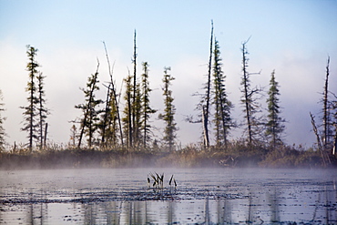 Morning Fog And Trees On The Edge Of Spencer Pond In Northern Maine