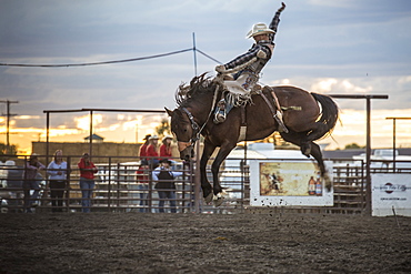 Bucking horse airborne with cowboy after sunset at a Montana summer rodeo