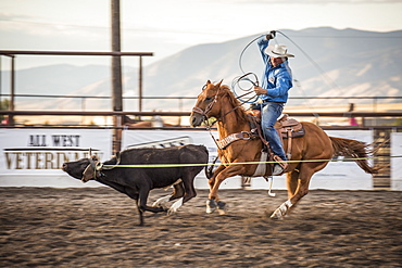 Cowboy ropes a steer during Bozeman, Montana, rodeo