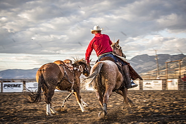 Rodeo cowboy pickup man with bucking bronco in arena, Montana